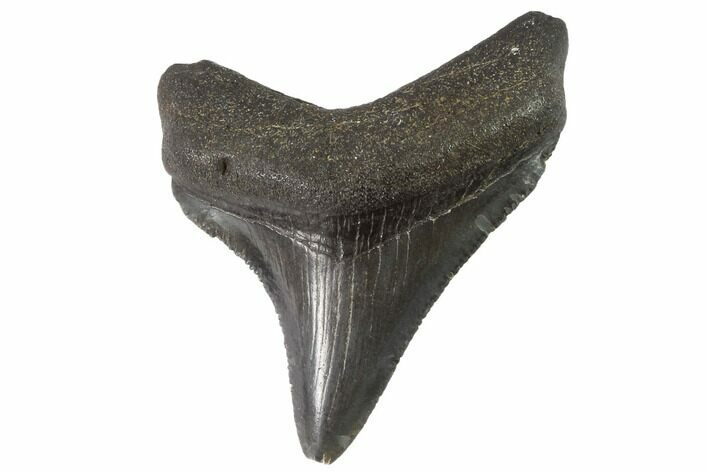 Serrated, Juvenile Megalodon Tooth - Georgia #90831